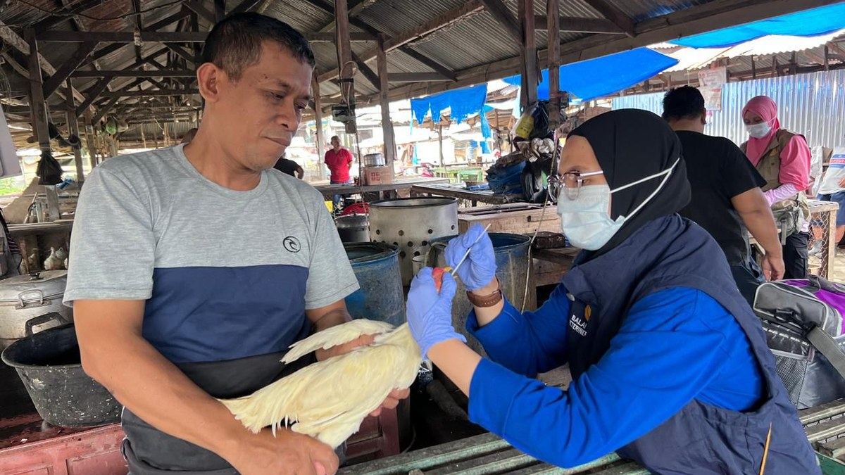 Petugas Balai Veteriner mengambil sampel usap dari unggas milik pedagang saat surveilans flu burung di pasar unggas tradisional.