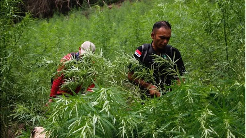 Legalisasi Ganja Jadi Polemik Dunia! Dari Peluang Medis hingga Ancaman Hukum di Indonesia